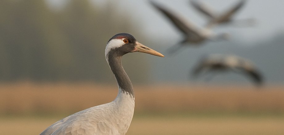 Kranich steht auf Wiese, weitere Kraniche fliegen im Hintergrund über die norddeutsche Landschaft.